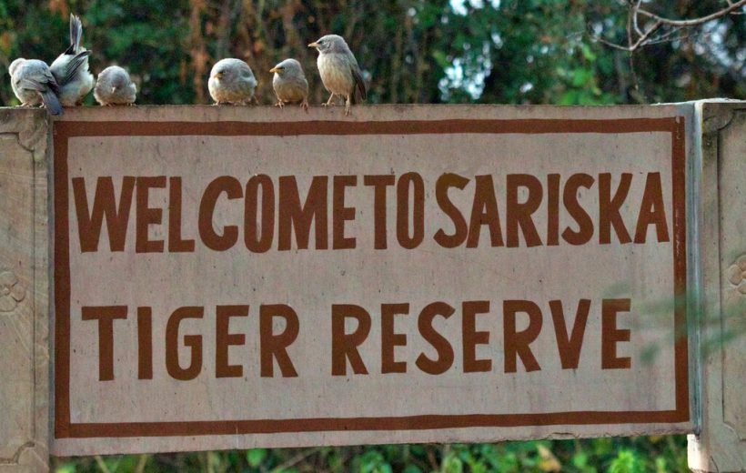2 Night 3 Days Sariska National Park Tour