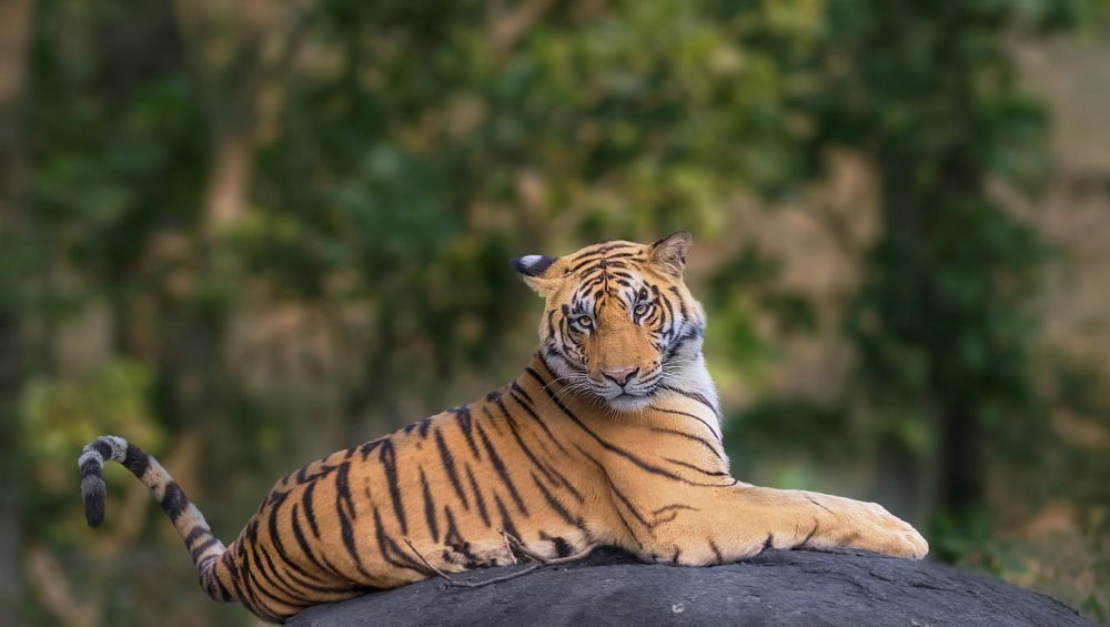 Best Time To Visit Ranthambore National Park - Travel For Wild