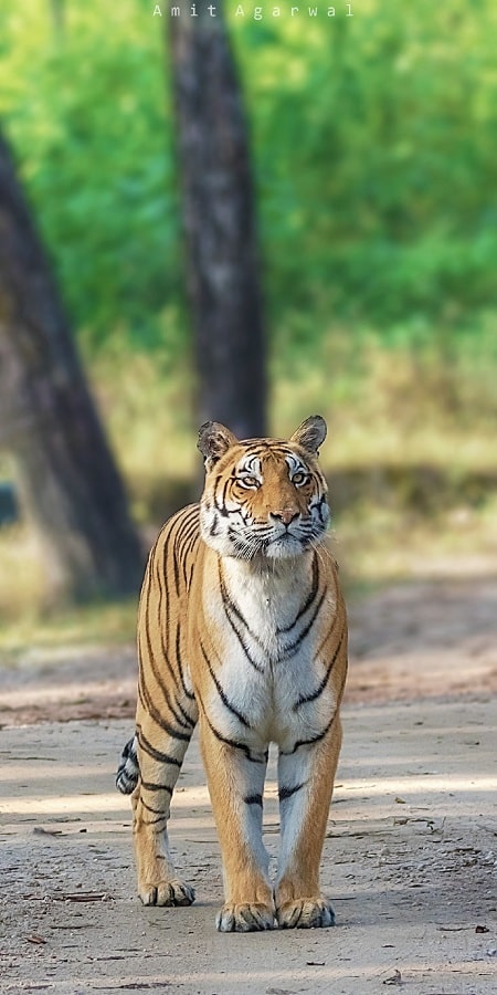 Kanha National Park