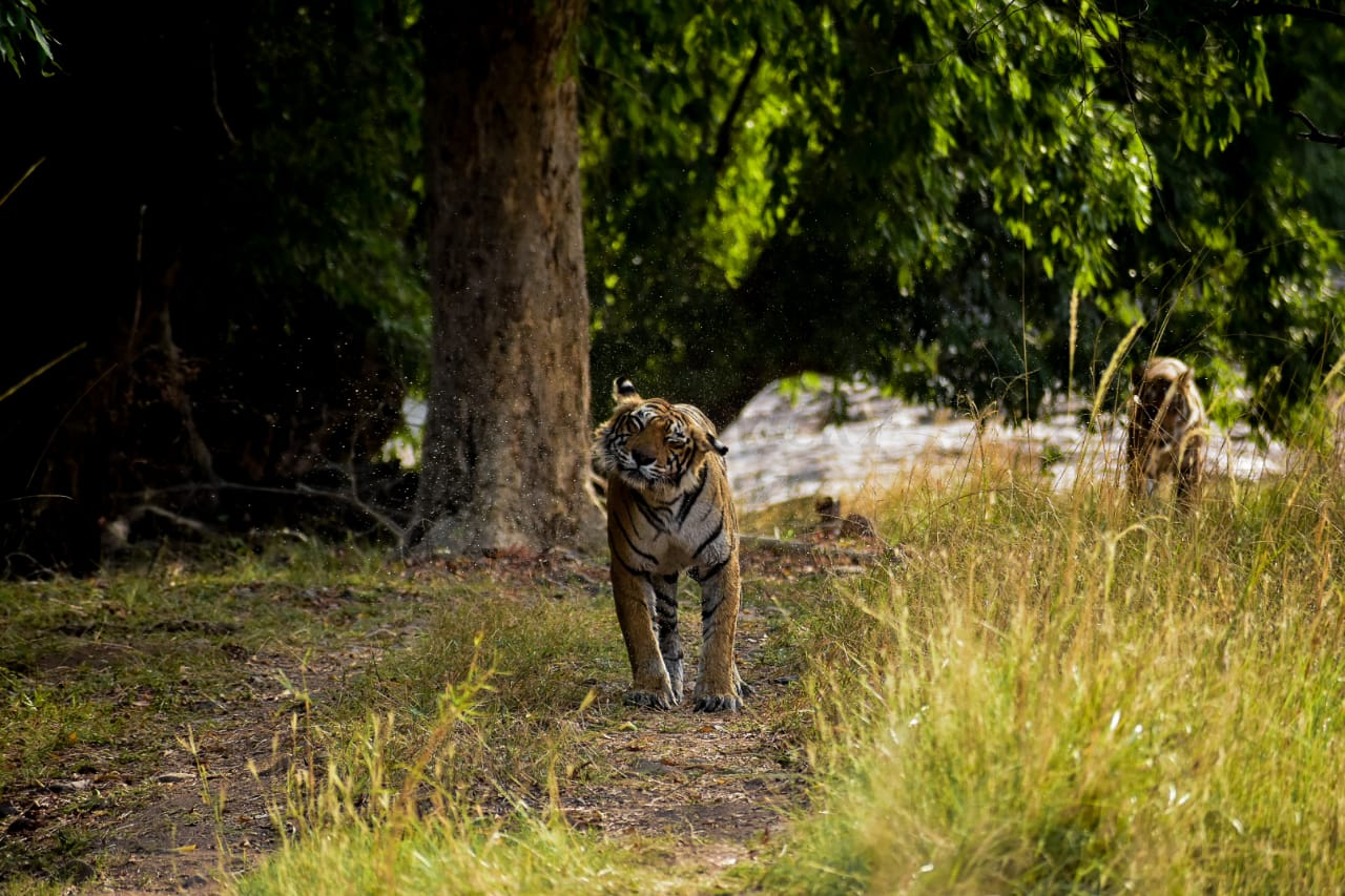 Panna National Park