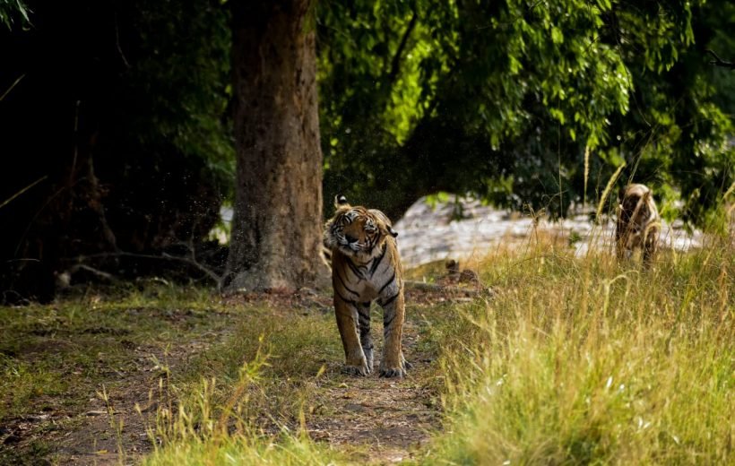 3 Night 4 Days Tadoba National Park Tour
