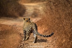 2 Night 3 Days Delhi-Jhalana Tour