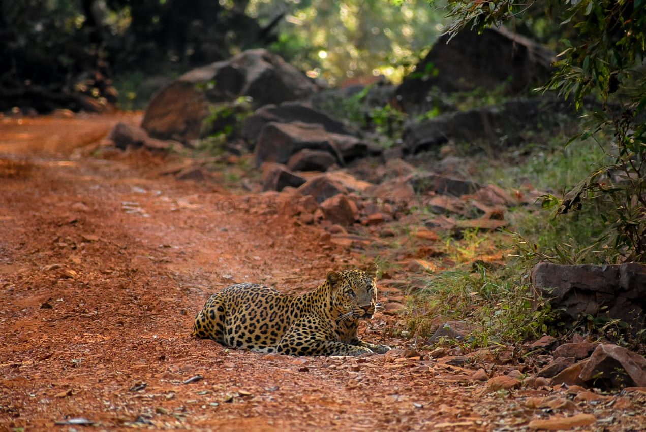 Jhalana Leopard Conservation Park