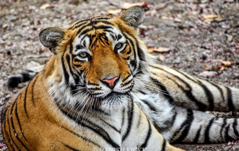 2 Night 3 Days Delhi-Ranthambore Tour