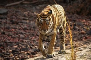 2 Night 3 Days Jaipur-Sariska Tour