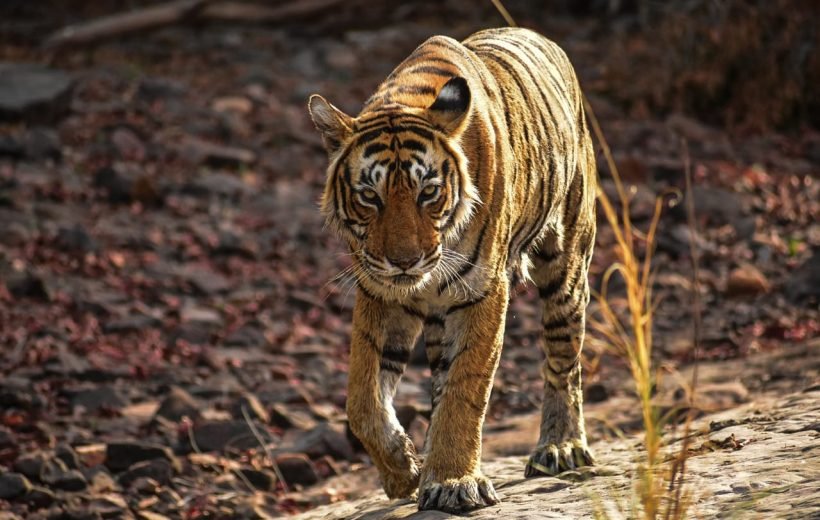 2 Night 3 Days Jaipur-Sariska Tour