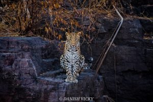 2 Night 3 Days Dehli-Jawai Tour