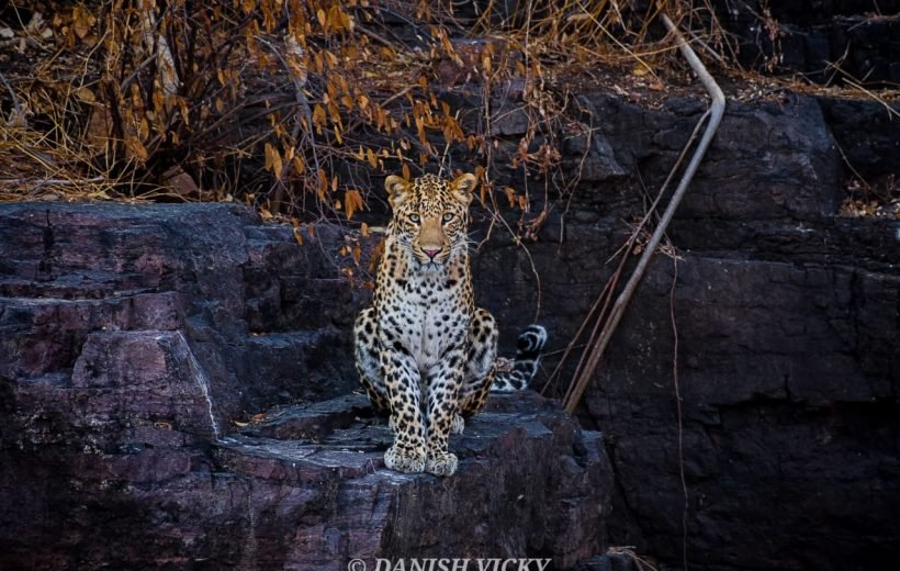 2 Night 3 Days Dehli-Jawai Tour