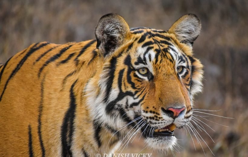 2 Night 3 Days Jaipur-Ranthambore Tour