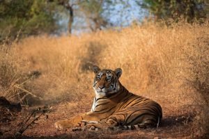 Same Day Sariska Tour