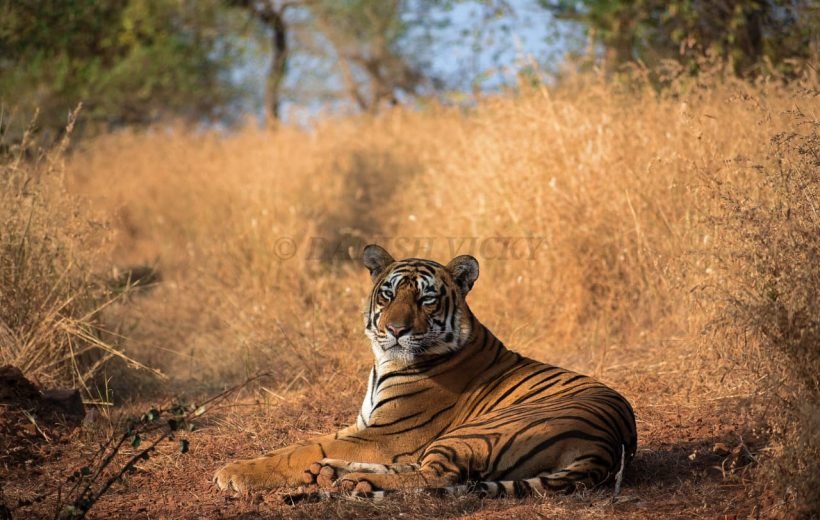 Same Day Sariska Tour