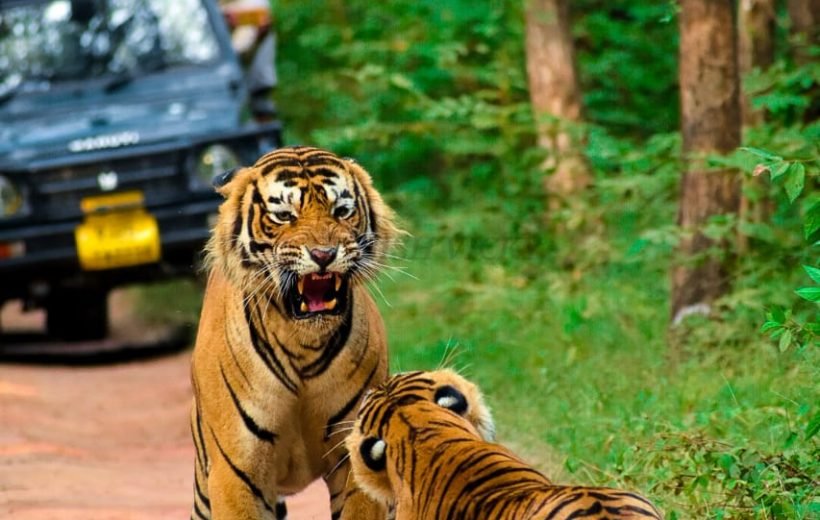 2 Night 3 Days Ranthambore Tour