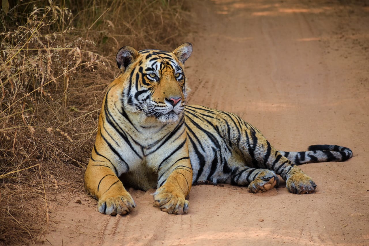 Ranthambore National Park