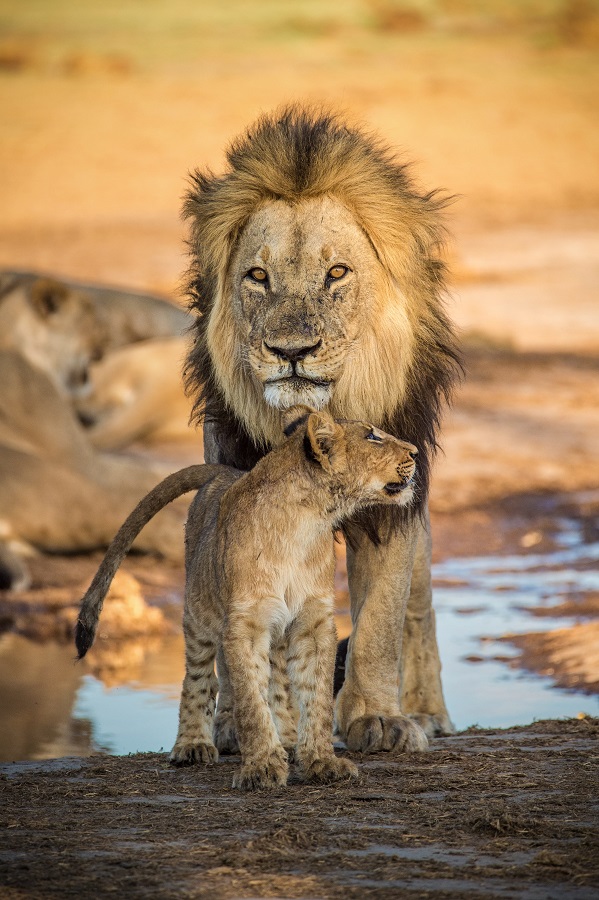 Gir National Park