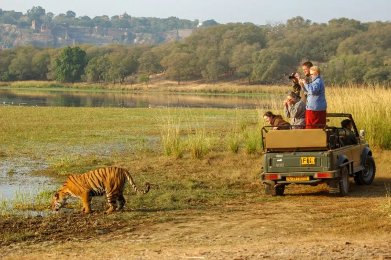 Jungle safari in Ranthambore National Park with official jeep and canter safari ride