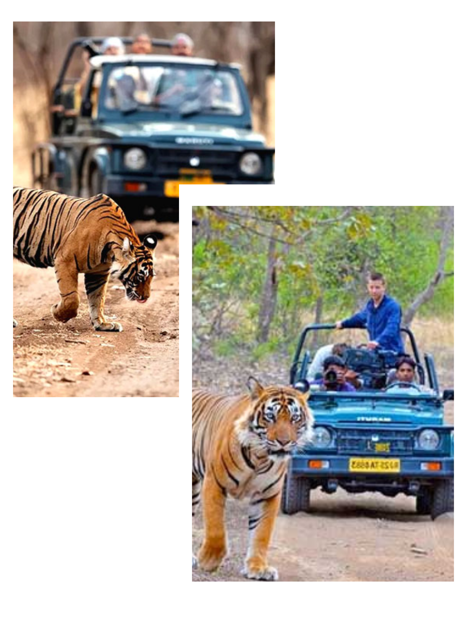 Royal Bengal tiger walking in Ranthambore National Park Rajasthan