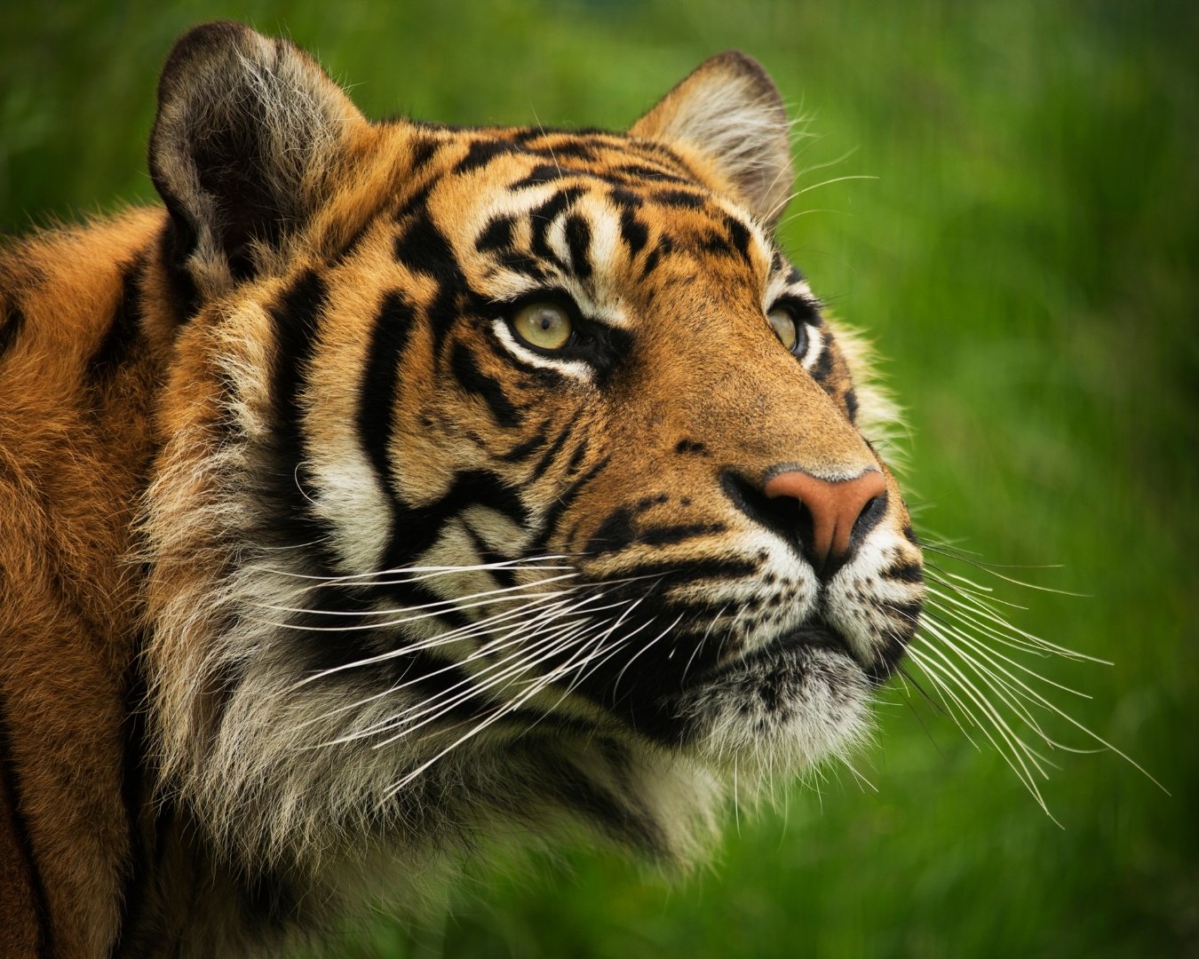 Safari experience in Ranthambore National Park with Royal Bengal tiger in natural habitat