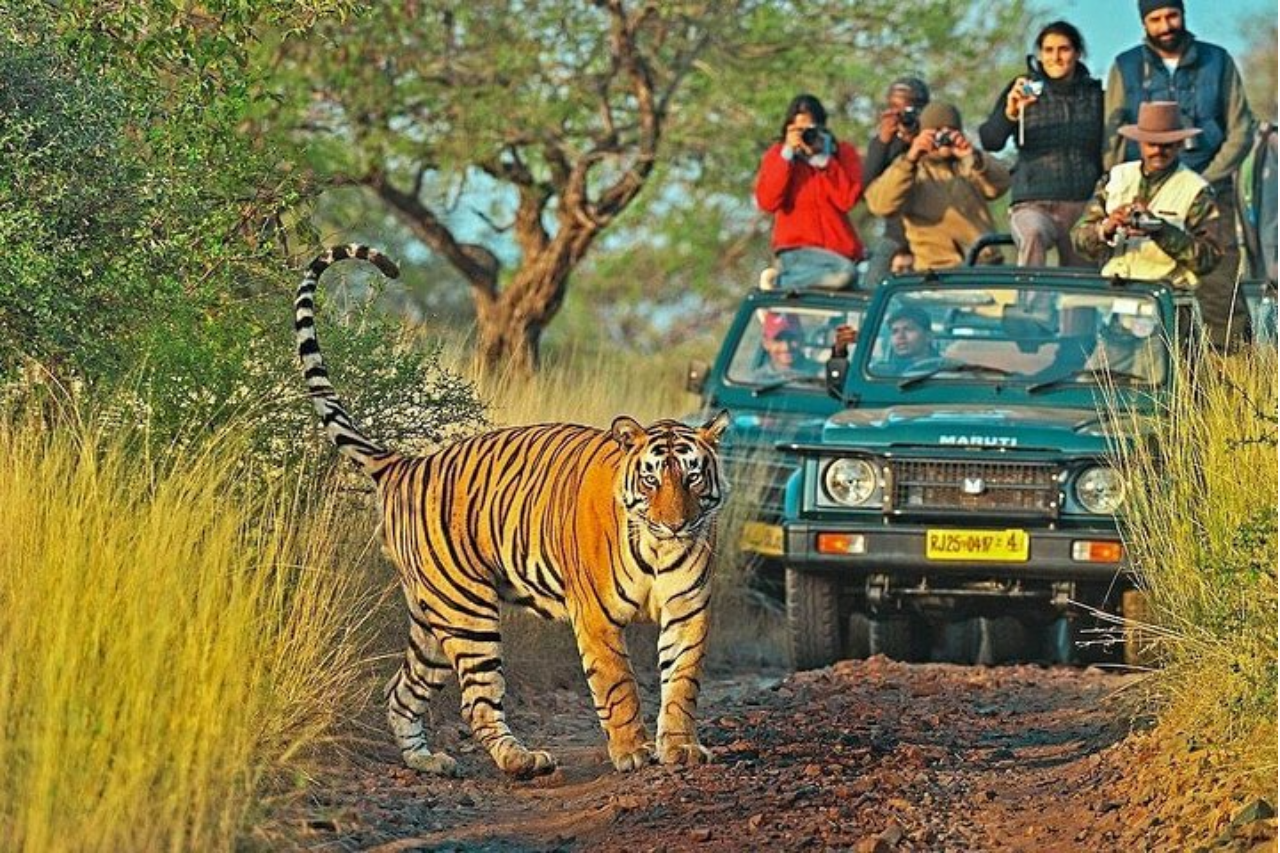 Ranthambore safari experience with jeep jungle safari in Ranthambore National Park