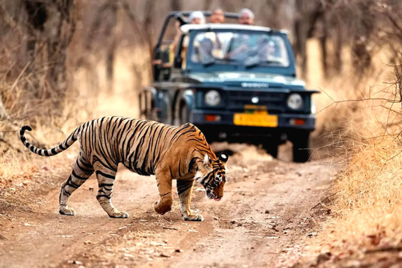 Ranthambore tiger safari showing Royal Bengal tiger in natural habitat