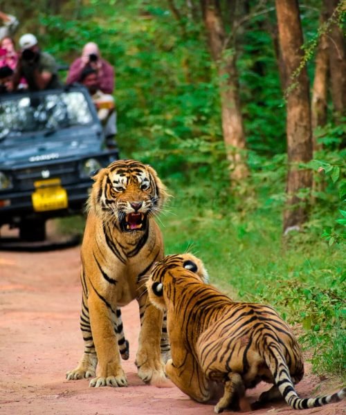 tiger-tour (60) tiger-tour